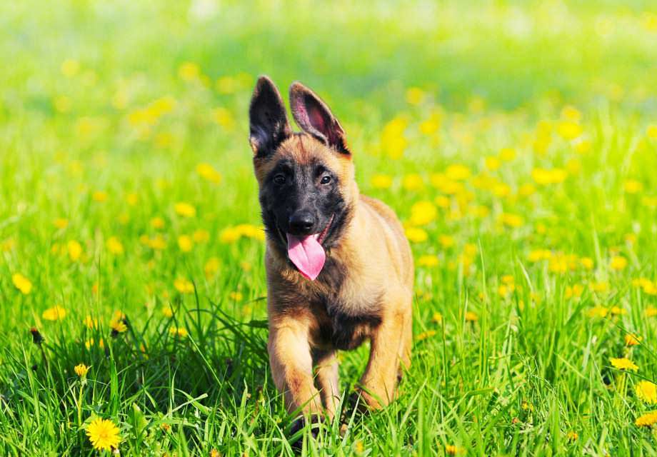 Malinois