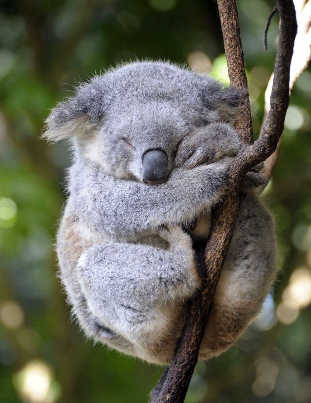 Koala in tree