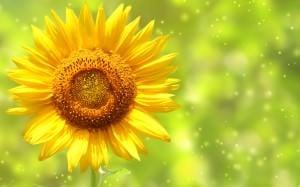 874109-pretty-sunflower-wallpaper