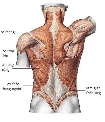 lop-nong-cua-cac-co-o-lung